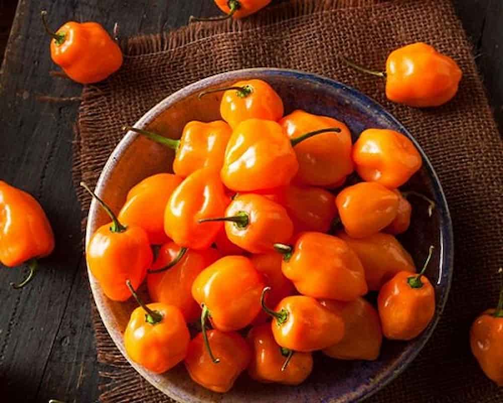 فلفل هالوپینو نارنجی با رنگ جذاب و طعم تند ملایم